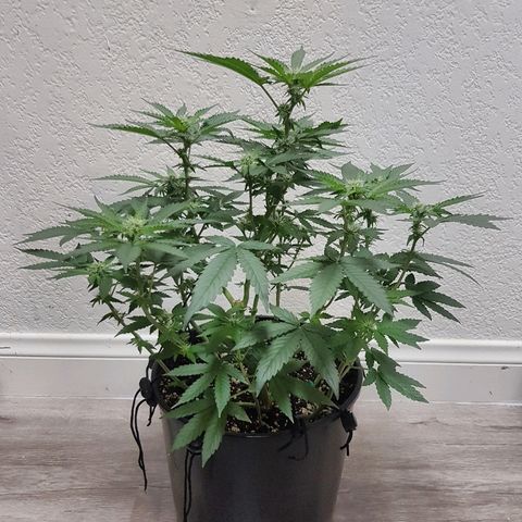 Runts  #1 growlog timeline photo