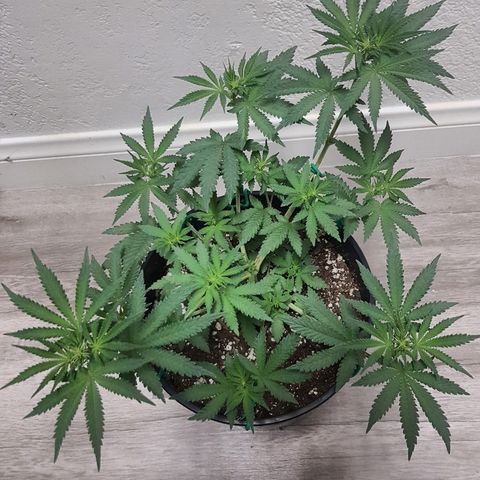 Gorilla Glue #4 growlog timeline photo