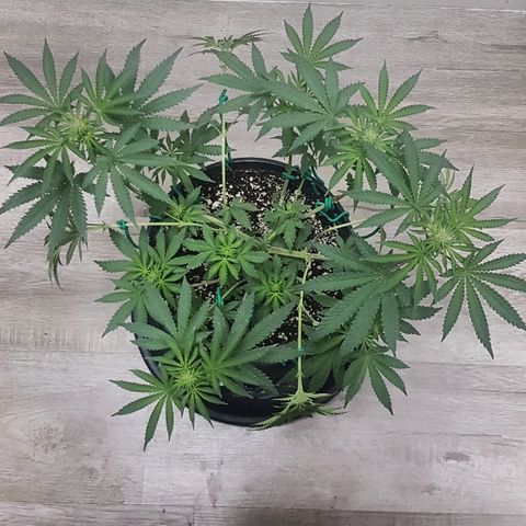 Gorilla Glue #4 growlog timeline photo