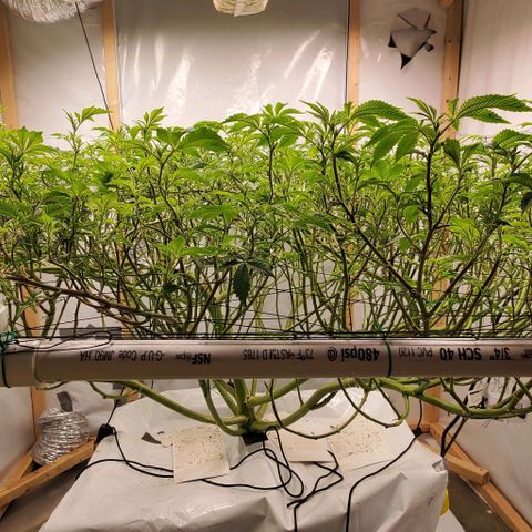 Glookies growlog timeline photo
