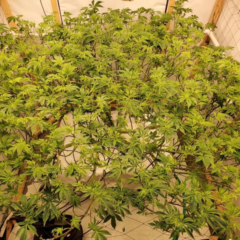 Glookies growlog timeline photo