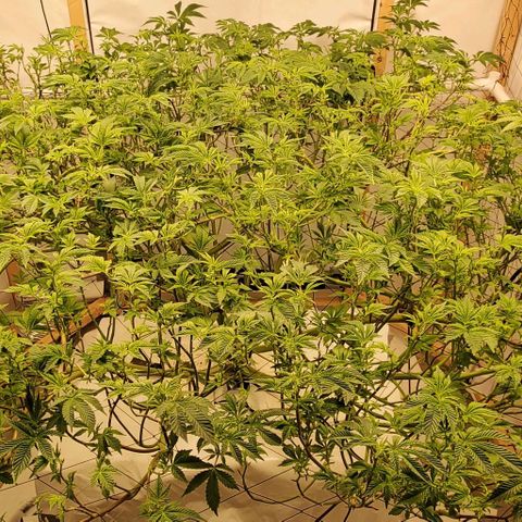 Glookies growlog timeline photo