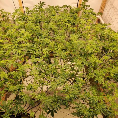 Glookies growlog timeline photo