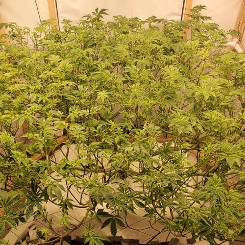 Glookies growlog timeline photo