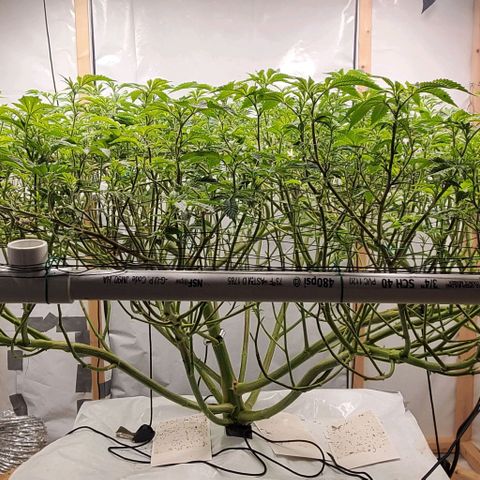 Glookies growlog timeline photo