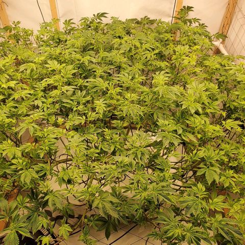 Glookies growlog timeline photo