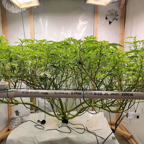 Glookies growlog timeline photo