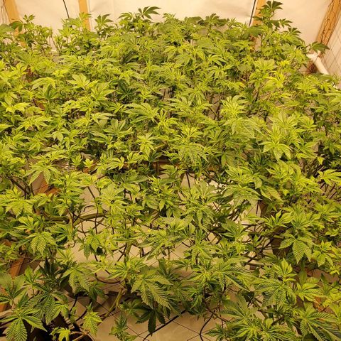 Glookies growlog timeline photo