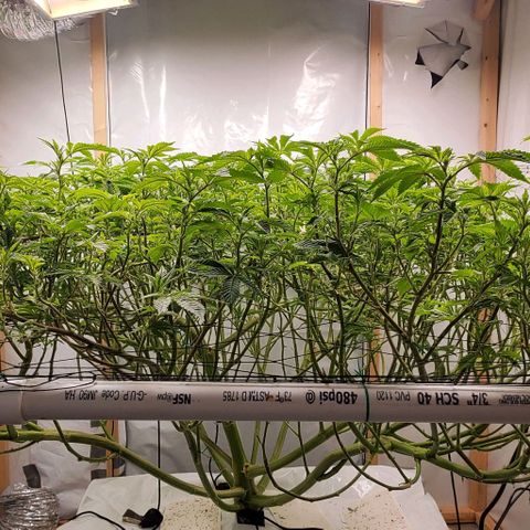 Glookies growlog timeline photo