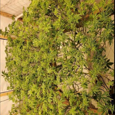 Glookies growlog timeline photo