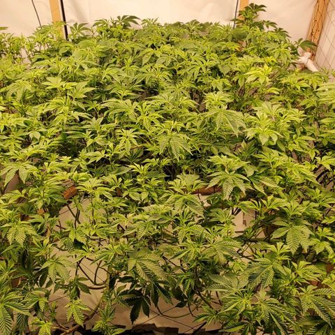 Glookies growlog timeline photo