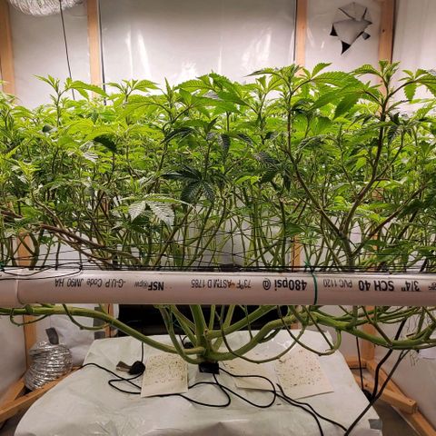 Glookies growlog timeline photo