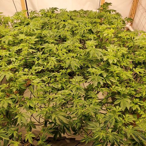 Glookies growlog timeline photo