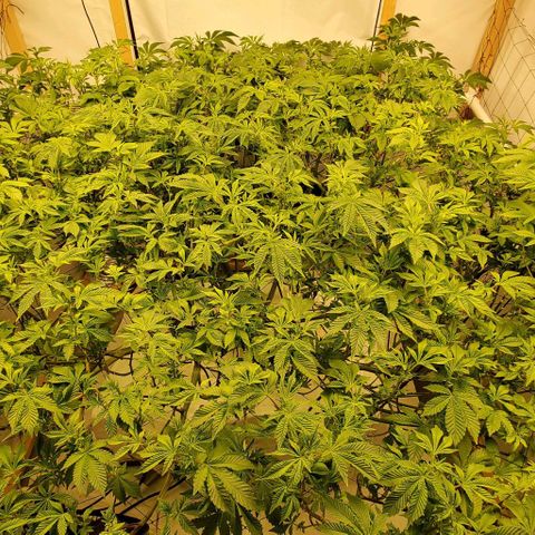 Glookies growlog timeline photo