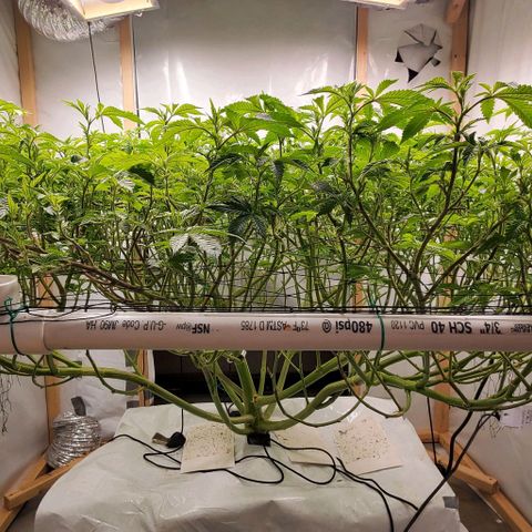 Glookies growlog timeline photo