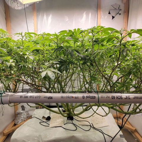Glookies growlog timeline photo