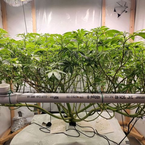 Glookies growlog timeline photo