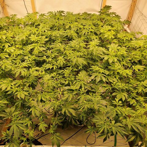 Glookies growlog timeline photo