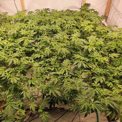 Glookies growlog timeline photo