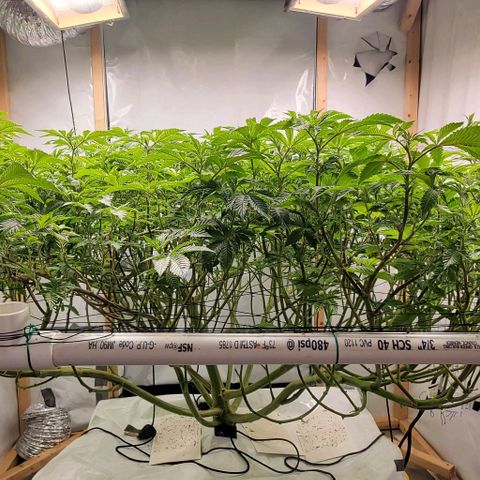 Glookies growlog timeline photo