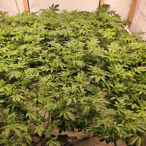 Glookies growlog timeline photo