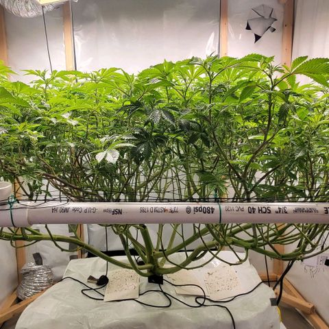 Glookies growlog timeline photo