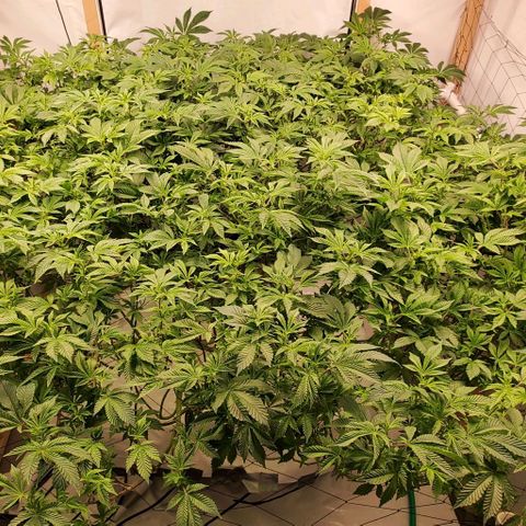 Glookies growlog timeline photo