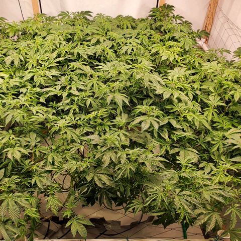 Glookies growlog timeline photo