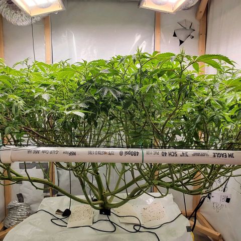 Glookies growlog timeline photo
