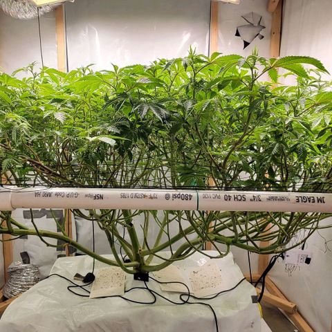 Glookies growlog timeline photo