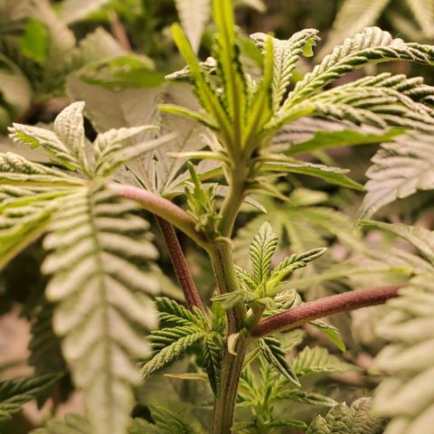 Glookies growlog timeline photo