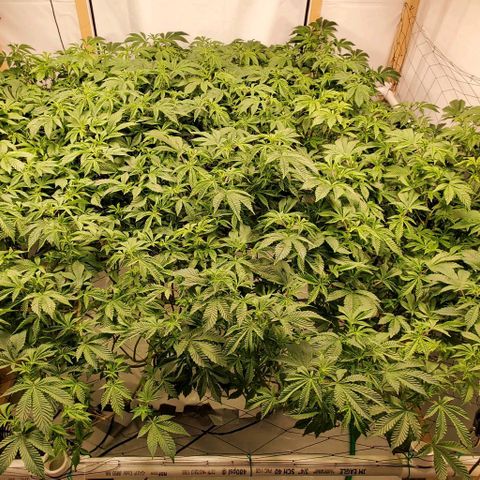 Glookies growlog timeline photo