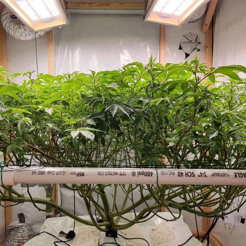 Glookies growlog timeline photo