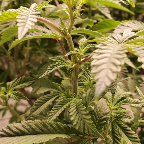 Glookies growlog timeline photo