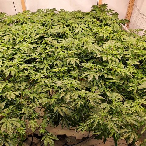Glookies growlog timeline photo