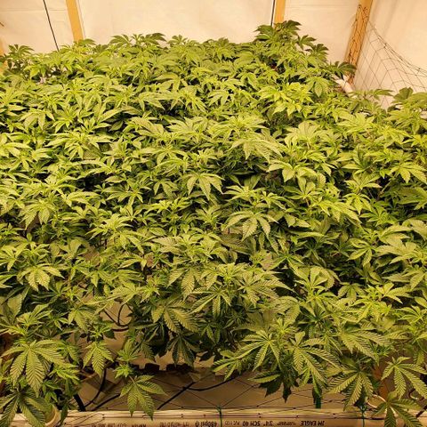 Glookies growlog timeline photo