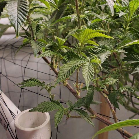 Glookies growlog timeline photo