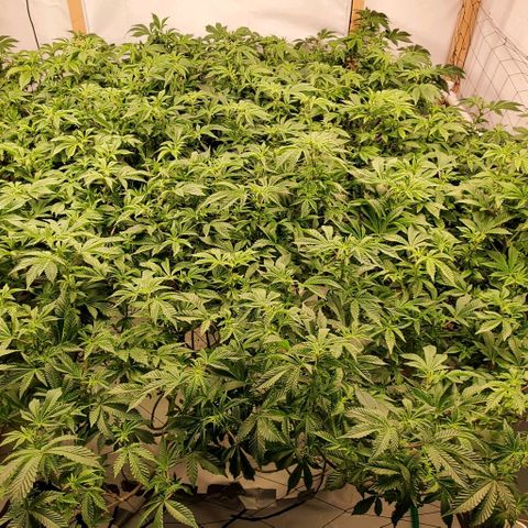 Glookies growlog timeline photo