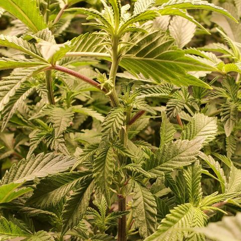 Glookies growlog timeline photo
