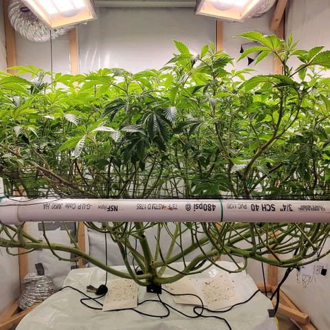 Glookies growlog timeline photo