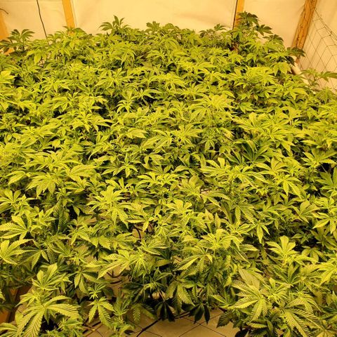 Glookies growlog timeline photo