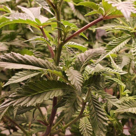 Glookies growlog timeline photo