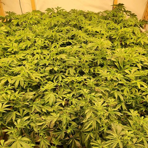 Glookies growlog timeline photo