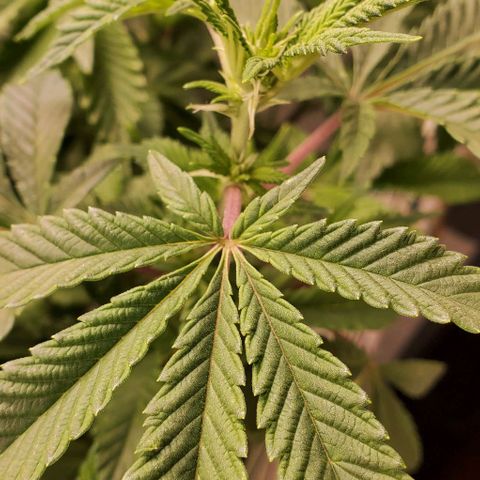 Glookies growlog timeline photo