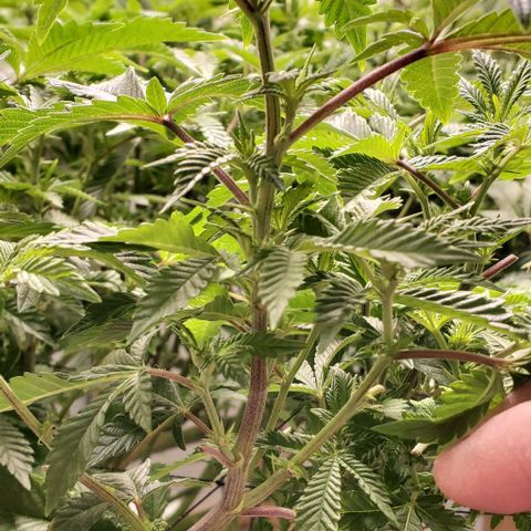 Glookies growlog timeline photo