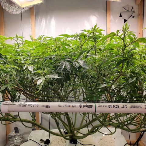 Glookies growlog timeline photo