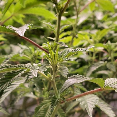 Glookies growlog timeline photo