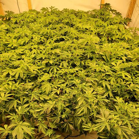 Glookies growlog timeline photo