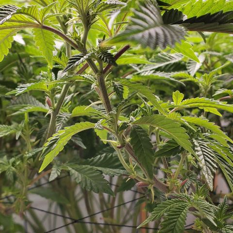 Glookies growlog timeline photo