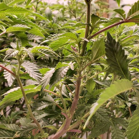 Glookies growlog timeline photo